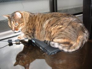 PCの意外な利用法 PCの意外な利用法