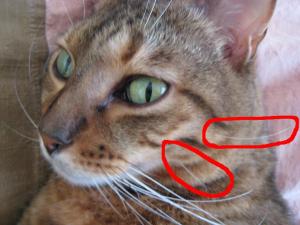 ネコのヒゲ