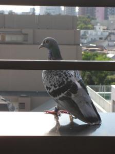レース鳩