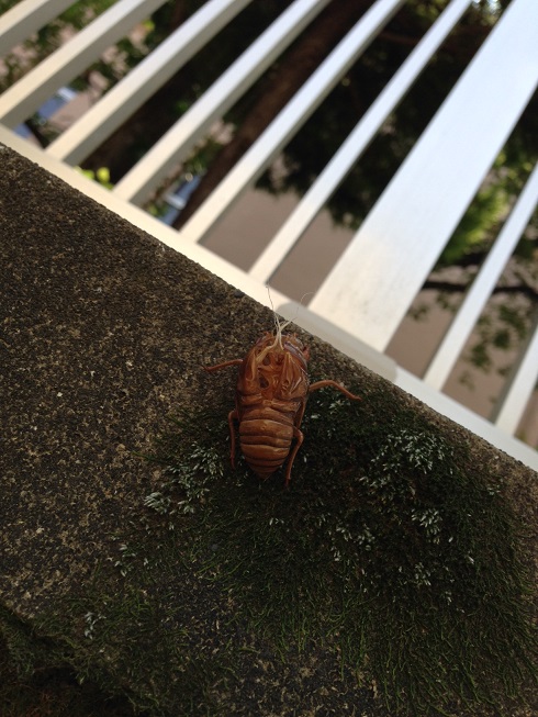 うだる