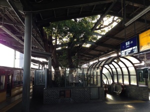ホームに御神木